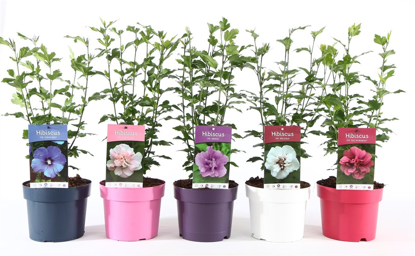 Hibiscus syr. 'Ton sur Ton' - C3